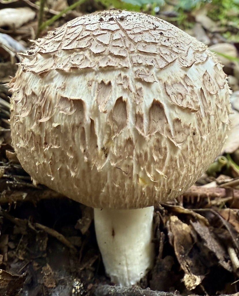 Chlorophyllum brunneum · November 2025 · photo: © hllrnnr (iNaturalist, cc0)