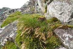Deschampsia antarctica