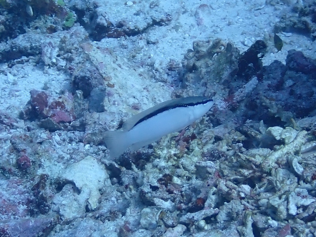 Bandit Dottyback
