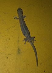 Hemiphyllodactylus typus
