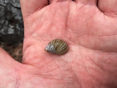 Bothriembryon tasmanicus