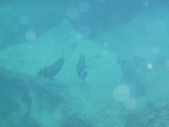 Acanthurus leucopareius