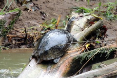 Rhinoclemmys funerea