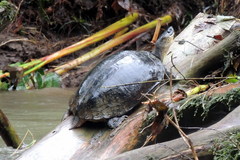 Rhinoclemmys funerea