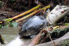 Rhinoclemmys funerea