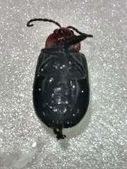 Cacoscelis nigripennis