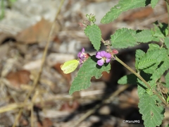 Pyrisitia dina westwoodi