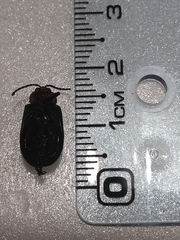 Cacoscelis nigripennis
