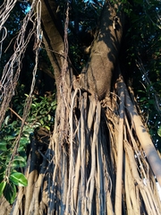 Ficus obtusifolia