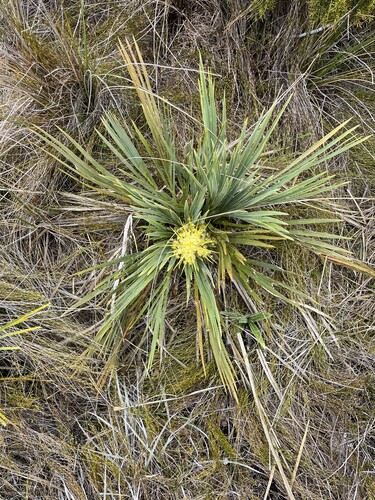 Fierce Spaniard (Aciphylla ferox)