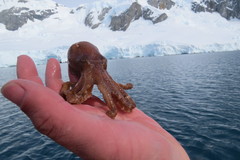 Cephalopoda