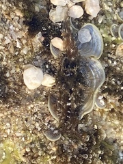 Stylocheilus rickettsi