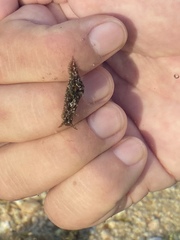 Stylocheilus rickettsi