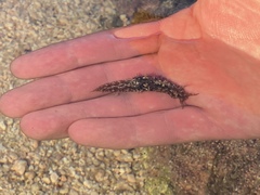 Stylocheilus rickettsi