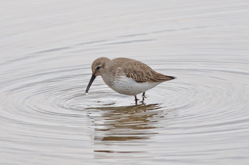 Dunlin