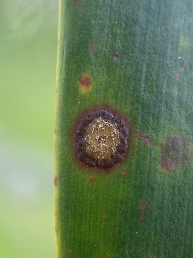 Araucariomyces