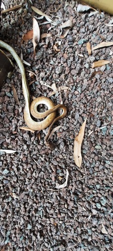 Coastal Carpet Python sighting