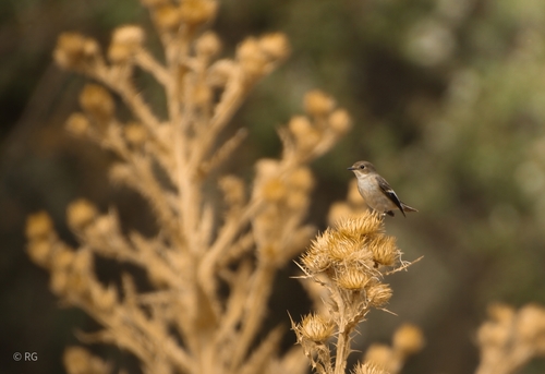 (c) Raquel, some rights reserved (CC BY-NC), uploaded by Raquel iNaturalist image