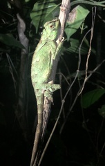 Gonocephalus kuhlii