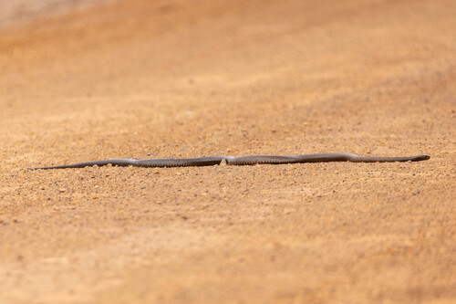 Mainland Dugite sighting