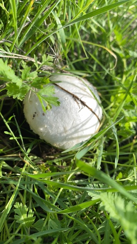 iNaturalist observation photo of Meadow Puffball
