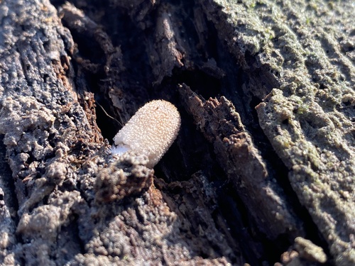 iNaturalist observation photo of Coprinellus radians
