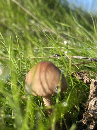 iNaturalist observation photo of Fungi Including Lichens