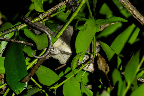 Cercartetus caudatus, 2025-11-20