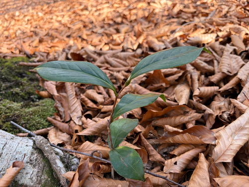 Camellia japonica rusticana