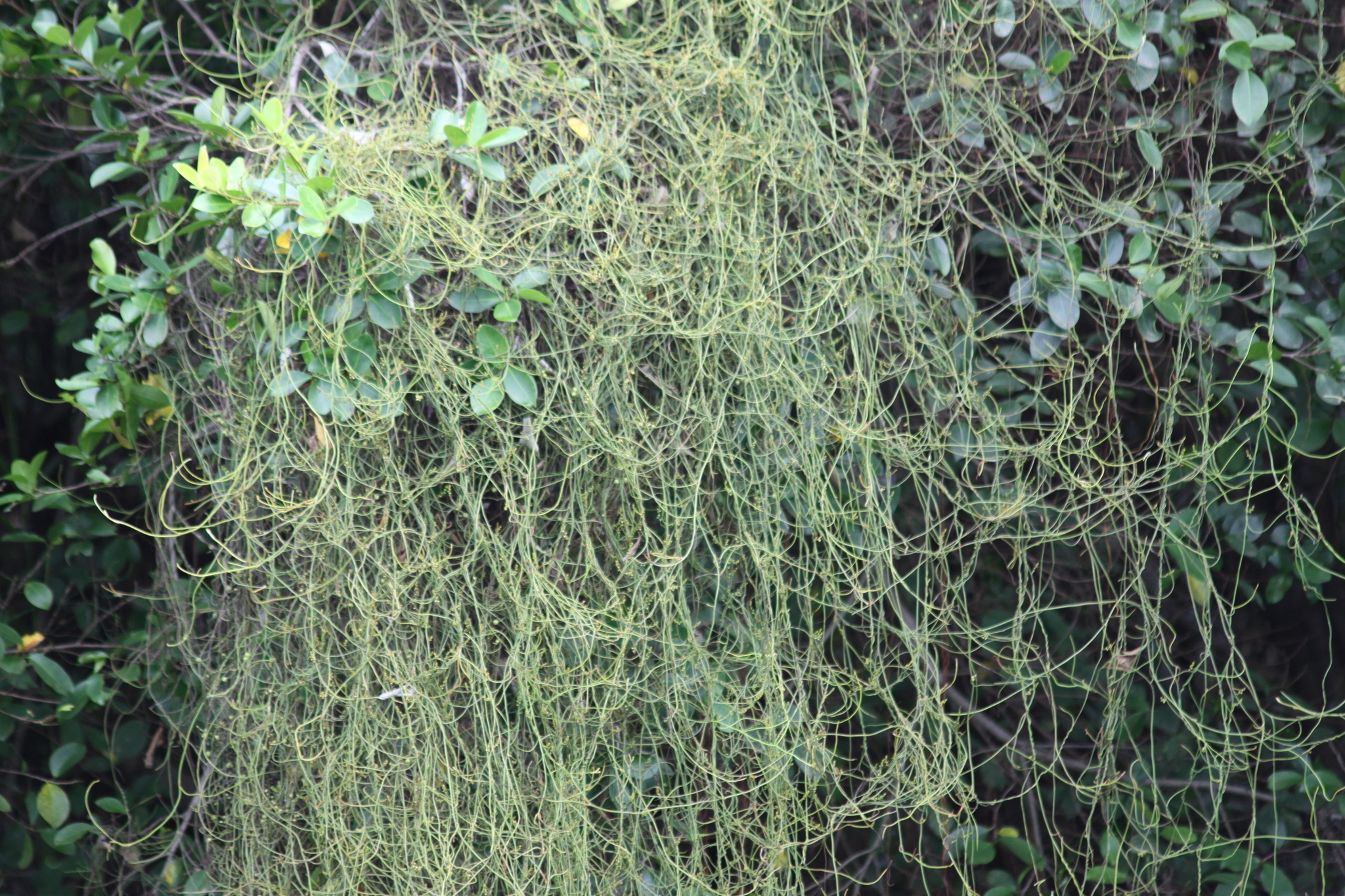 Cassytha filiformis — ảnh 3