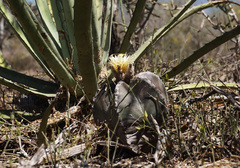 Astrophytum myriostigma