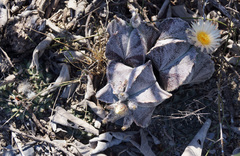 Astrophytum myriostigma