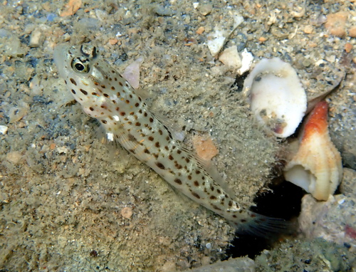 Goldband shrimpgoby (Ctenogobiops aurocingulus) — Gobiidae — 3