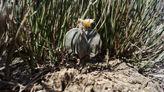 Astrophytum myriostigma