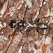 Ampulex canaliculata - Photo (c) skitterbug, algunos derechos reservados (CC BY), subido por skitterbug