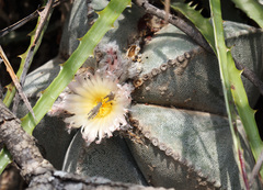 Astrophytum myriostigma