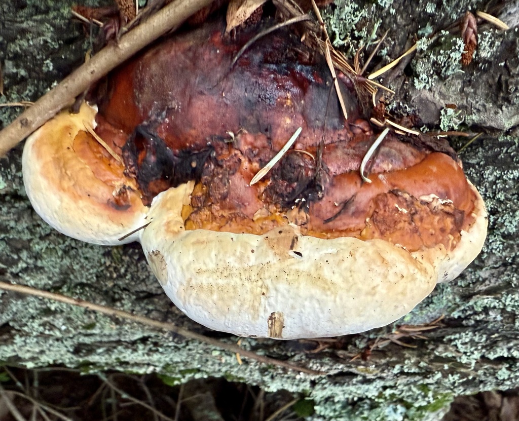 Fomitopsis mounceae · November 2025 · photo: © hllrnnr (iNaturalist, cc0)