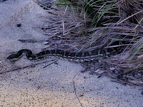 Coastal Carpet Python sighting