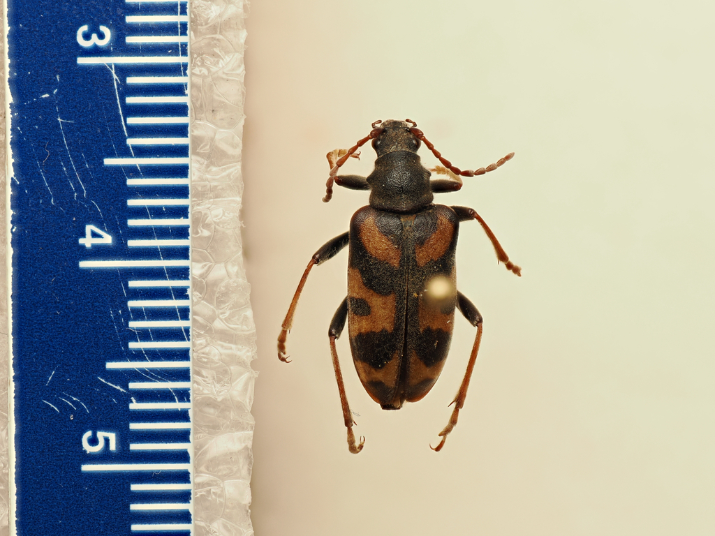 Brachyta lanhami