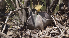 Astrophytum myriostigma