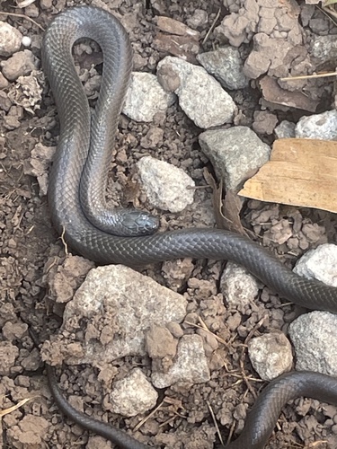 Eastern Small-eyed Snake sighting