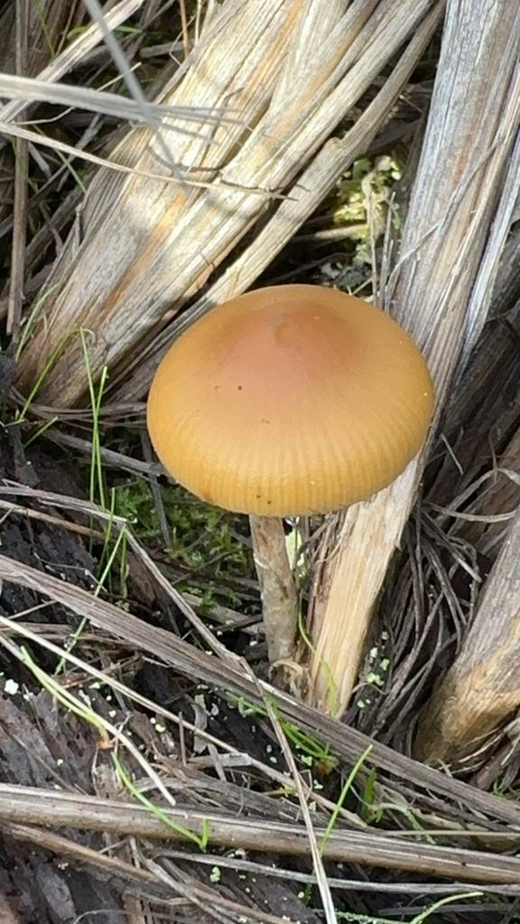 Psilocybe azurescens