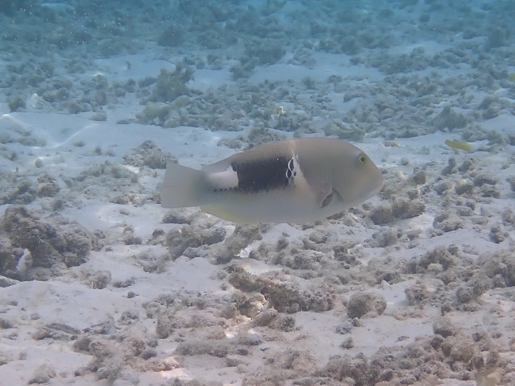 Anchor Trunkfish