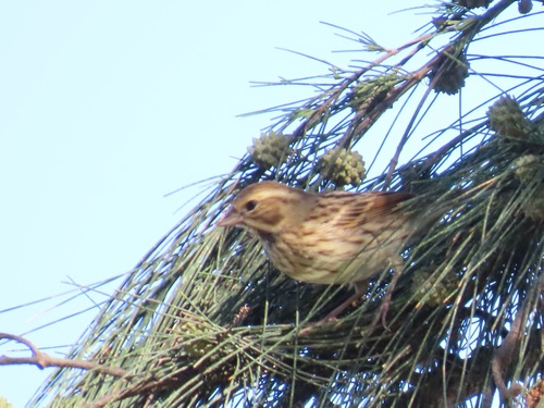 Escribano enmascarado (Emberiza spodocephala)