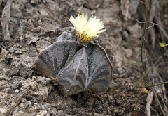 Astrophytum myriostigma