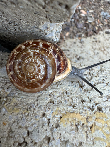 Eobania vermiculata