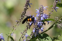 Pygodasis ephippium ephippium