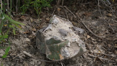 Astrophytum myriostigma