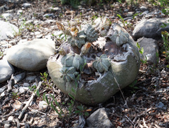 Astrophytum myriostigma