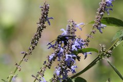 Pygodasis ephippium ephippium